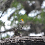 Yellow -throated Warbler, Neals Lodge, Concan, Texas
